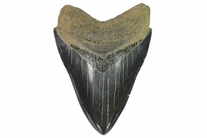 Serrated, Fossil Megalodon Tooth - South Carolina #129443